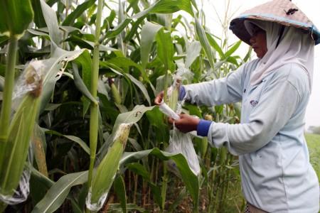 Dilanda Kekeringan, 100 Hektar Lahan Sawah di Polman Mati