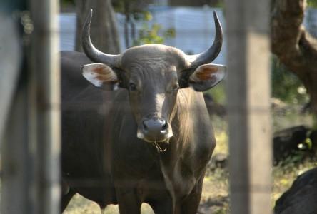 Duh, Banteng Jawa di Malang Tersisa 6 Ekor