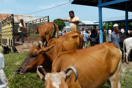 Pulau Sumba Perlu Rumah Potong Hewan yang Layak