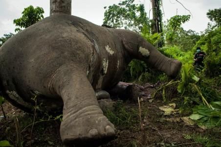 Lima Gajah Tengah Dievakuasi di Aceh Jaya