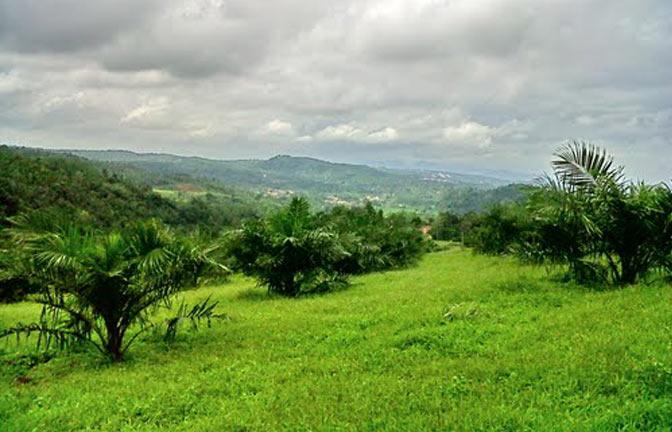 Petani Sawit Pemegang Sertifikat RSPO Harus Jaga Kawasan Konservasi