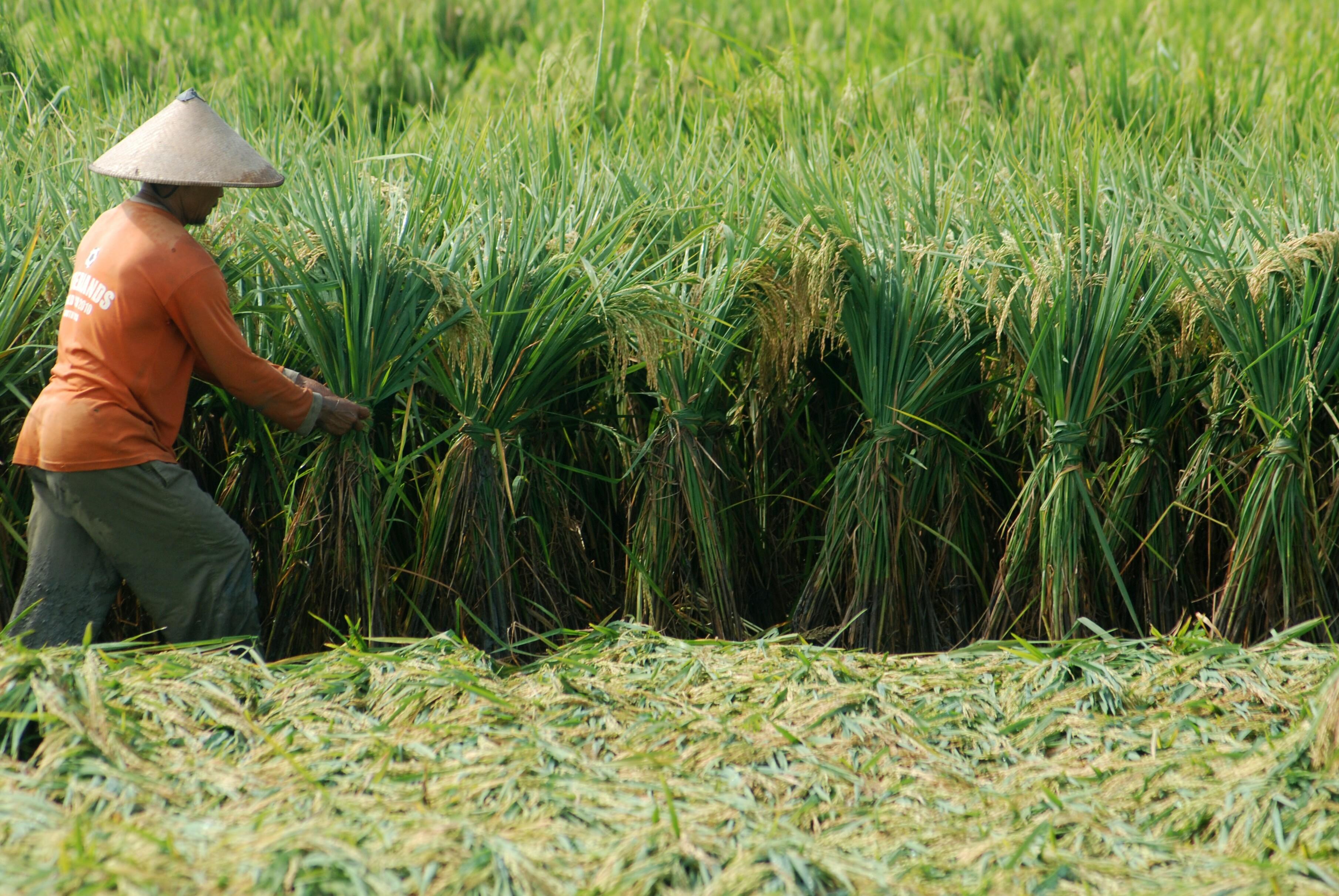 Selain Pisang, Daerah Ini Penghasil Beras Terbaik