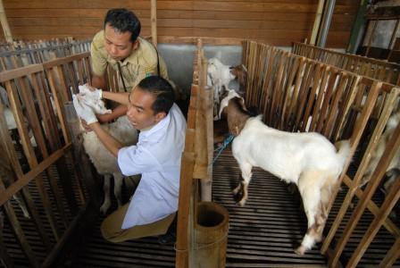 Pemkab Situbondo Kembali Gelar Kontes Hewan Ternak