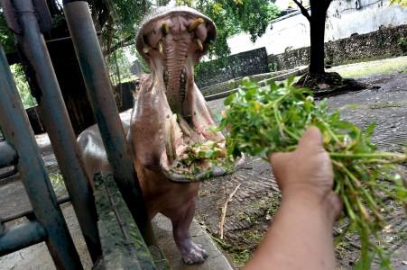 Ada Barter Satwa Langka dan Mobil di Kebun Binatang Surabaya?