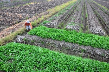 Gakoptindo: Kementan Tambah Lahan Kedelai, Percuma Saja