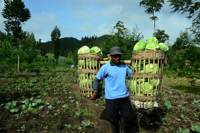 Gas Belerang Sebabkan Petani Kubis Merugi