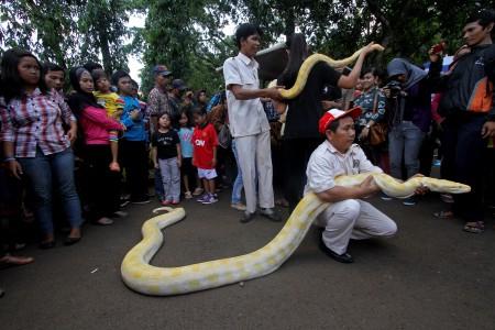 Kehati: Ular Bukan Ancaman Bagi Manusia