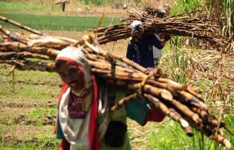 Bulog Minta Perpanjang Waktu Impor Gula