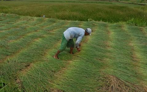 Penyerapan Anggaran Kementerian Pertanian Baru 27 Persen