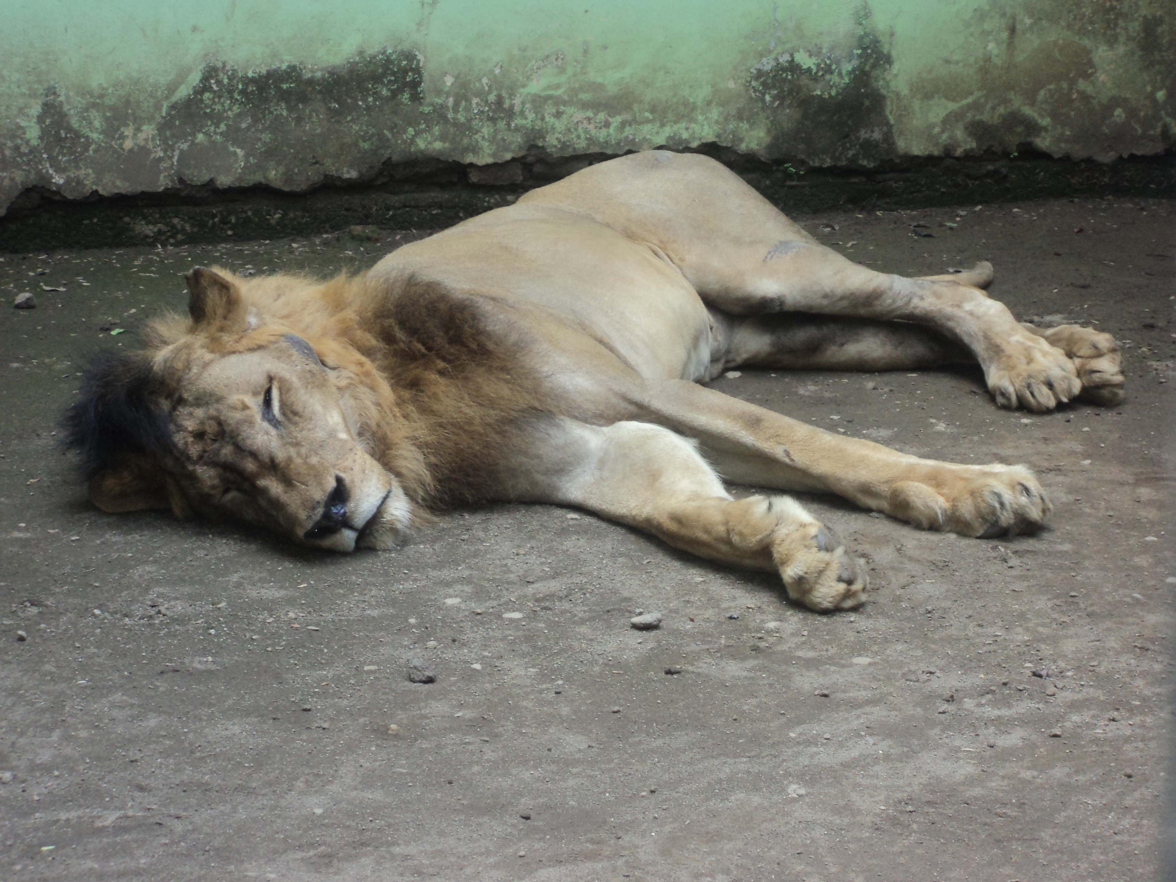 Singa Afrika di TSTJ Surakarta Mati