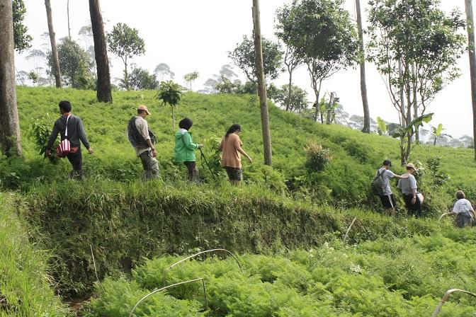 Ini Dia Tanaman Obat dan Buah di Sarongge