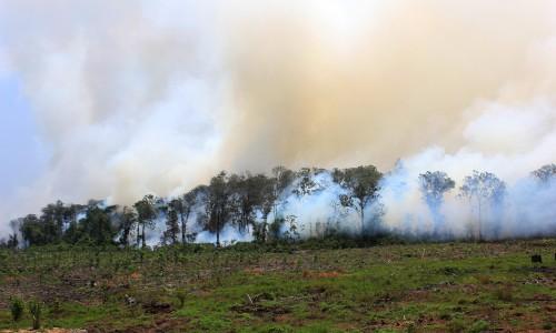 Orang Gila Dituding Sebabkan Kebakaran Hutan Baluran