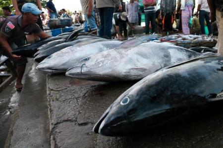 Presiden Jokowi Didesak Mengembangkan Industri Pengalengan Ikan