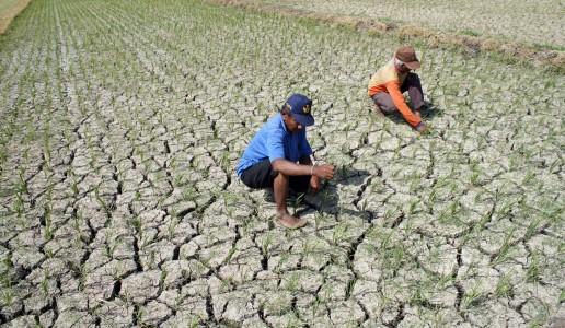 6 Desa di Bogor Masih Darurat Kekeringan