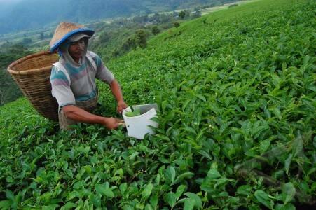 Turun, Peringkat Indonesia sebagai Negara Penghasil Teh