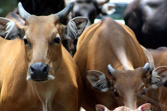 Populasi Banteng Jawa di Baluran Bertambah