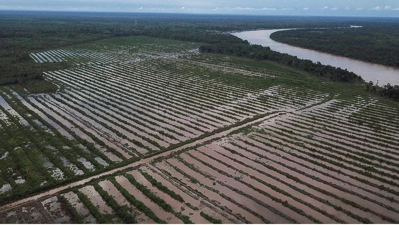 Pemerintah Didesak Evaluasi Program Food Estate