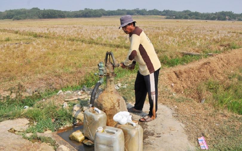 Gagal Panen di Sejumlah Daerah, 333 Hektare di Klaten