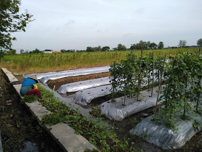 Pupuk Subsidi Langka, Petani Juwiring Tak Lagi Pusing