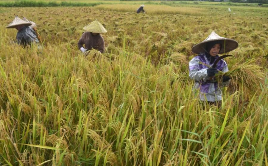 Gr﻿﻿eenpeace: Lumbung Pangan di Papua Akan Mengulang Kegagalan yang Sama