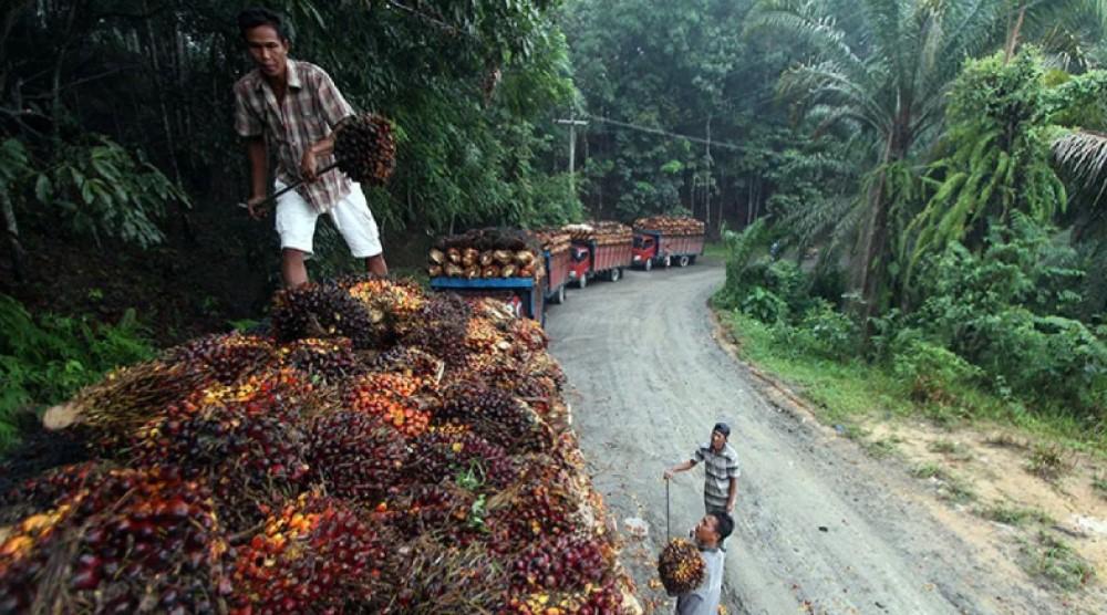 Tagar All Eyes on Papua Diklaim Jadi Gelombang Perhatian Publik