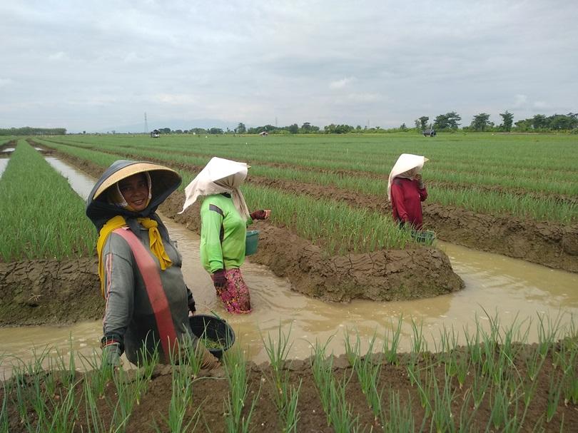 Petani Perempuan Brebes Dikepung Racun Pestisida (Bagian 2)