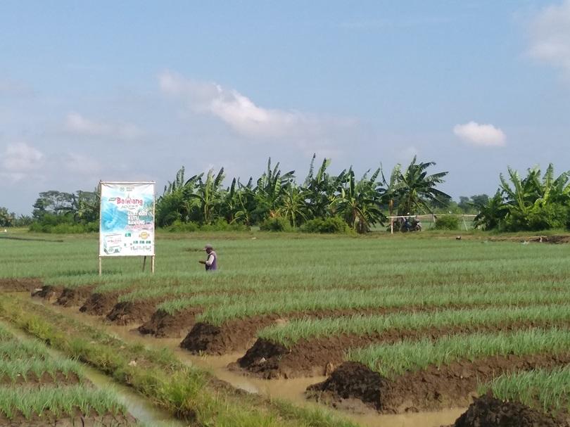 Petani Perempuan Brebes Dikepung Racun Pestisida (Bagian 3)