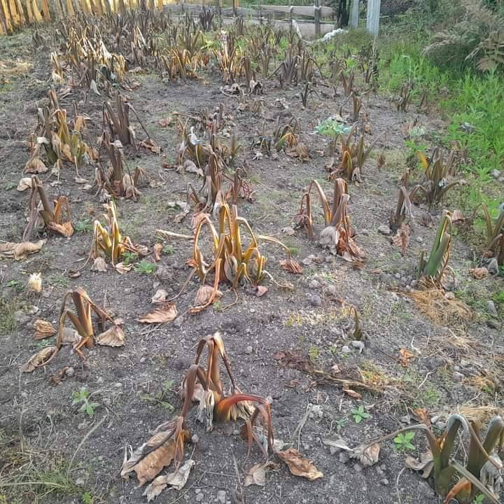 Kelaparan di Puncak, Apa Saja Faktor-Faktor Penyebabnya?