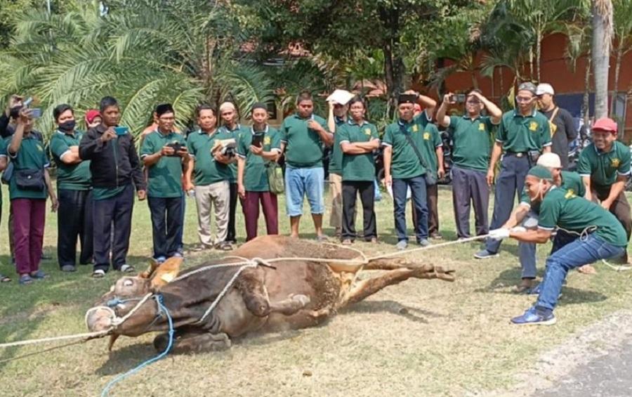 Jelang Iduladha, Pemkot Kediri Waspadai Penyakit Cacing Hati pada Sapi