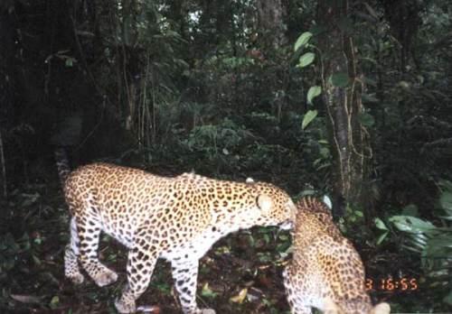 25 Kamera Siap Dokumentasikan Macan Tutul di Lereng Semeru