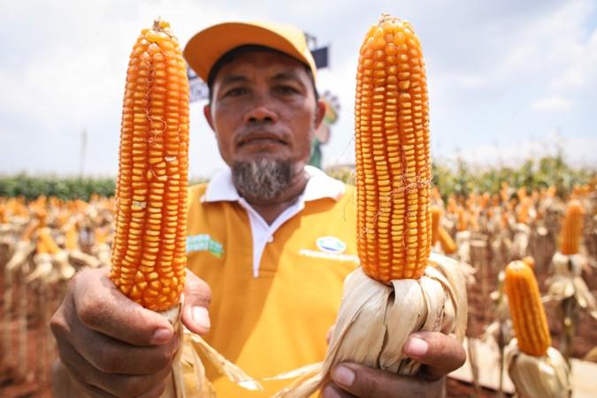 Ilustrasi panen jagung. Jagung menjadi salah satu pilihan diversifikasi pangan. ANTARA FOTO/Rizal Ha