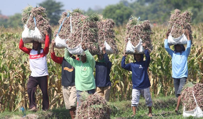 Harga Bawang Merah Anjlok, KSP Minta Pemda Intervensi