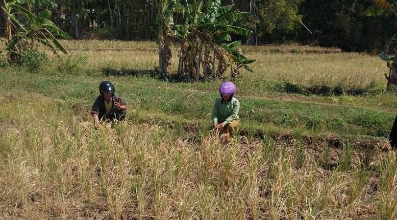 Petani di Ngawi Jawa Timur Gagal Panen Akibat Kekeringan