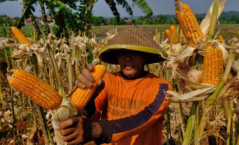 Pemerintah Heran Harga Jagung Turun Tapi Harga Telur  Masih Tinggi