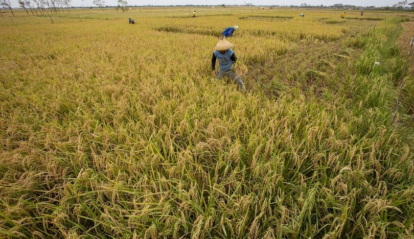 stok beras jelang pilkada 2024, cadangan beras jelang pilkada 2024, Bapanas stok beras Pilkada, Bulo