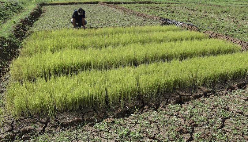 petani gurem, hari tani nasional, ketahanan pangan, nasib petani gurem