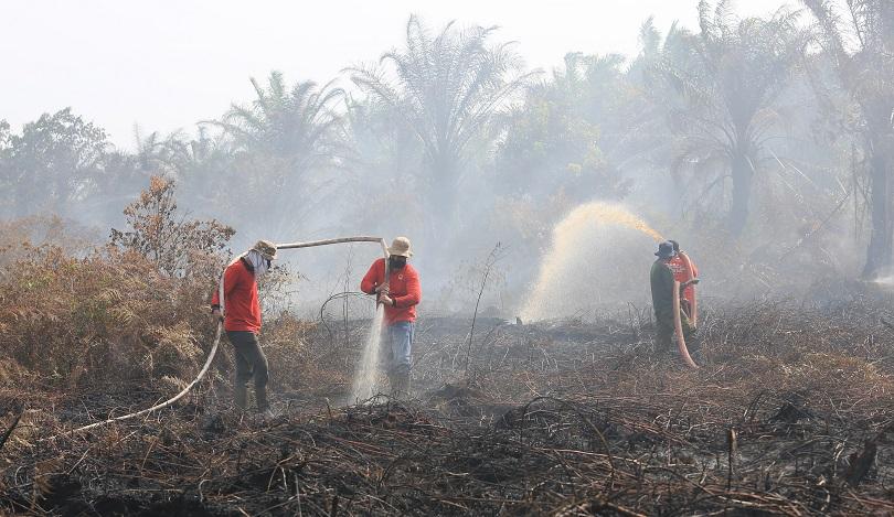 kebakaran hutan dan lahan, karhutla 2024, daerah alami karhutla, wilayah rawan karhutla, kebakaran h