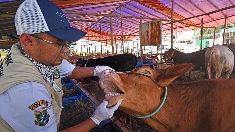 Marak Sapi LSD, Peternak Minta Pasokan Vaksin Ditambah