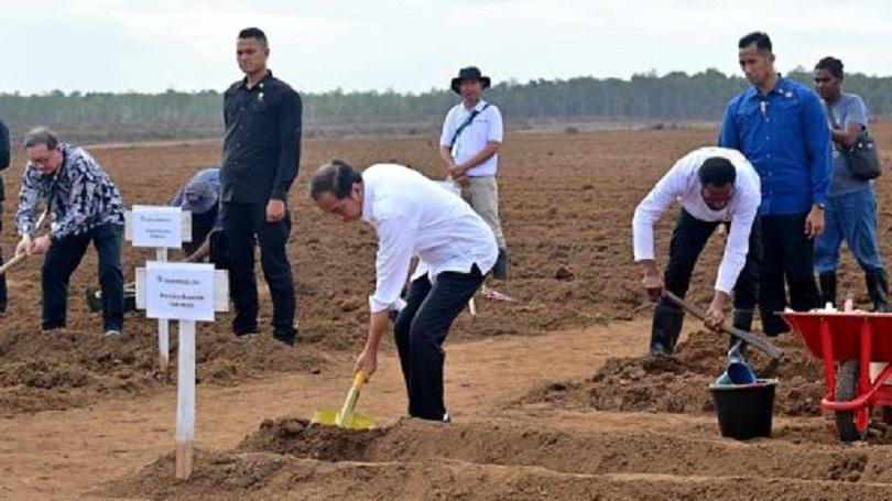 proyek strategis nasional lumbung pangan, proyek Lumbung Pangan di Papua, proyek Tebu Papua, PT Glob