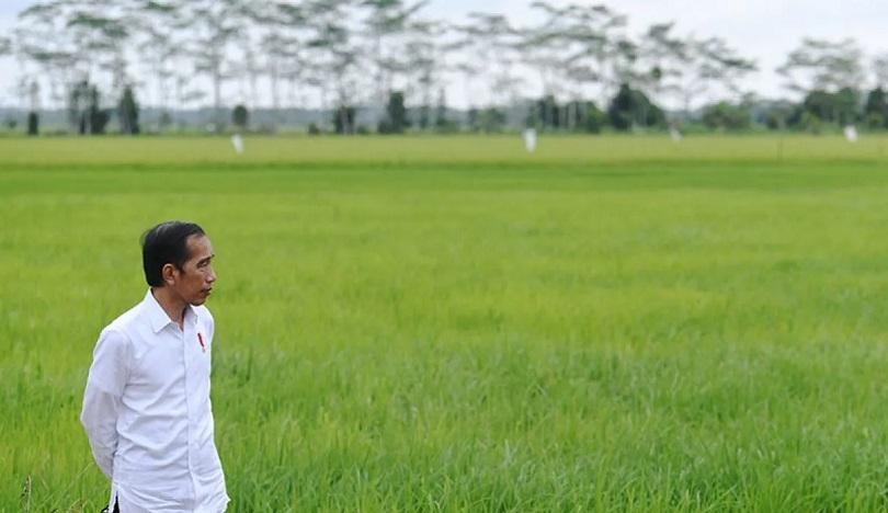 Akhir Pemerintahan Jokowi, Food Estate Gagal