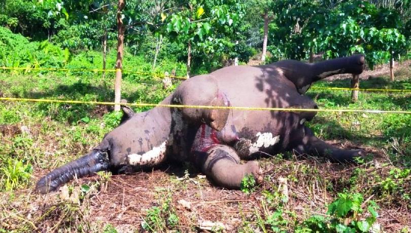 Diduga Diracun, Gajah Mati di Kebun Warga Aceh Tengah