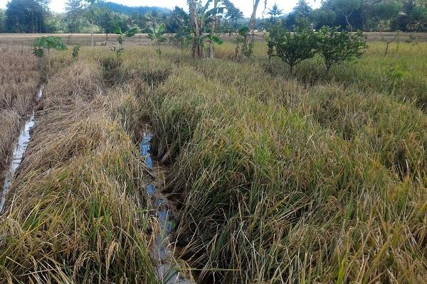 Diserang Wereng, Hasil Sawah Menurun Hingga 50 Persen