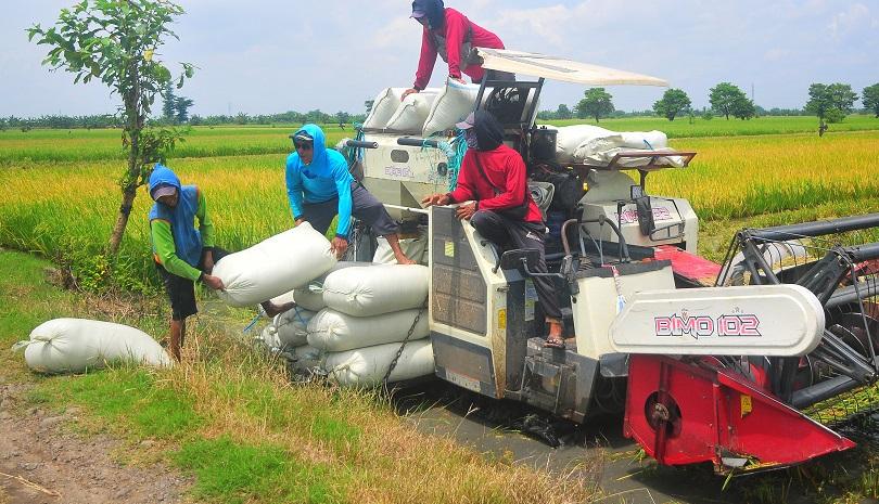 Panen di Jateng pada Maret 2024 Diklaim Meningkat, Capai 560 Ribu Ton Beras