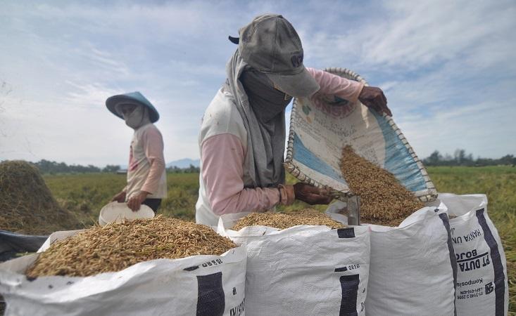 Perubahan Harga Beras selama 10 Tahun Jokowi Memimpin