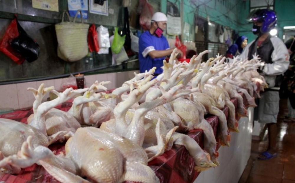 Kementan Klaim Harga Telur dan Daging Ayam Makin Turun 