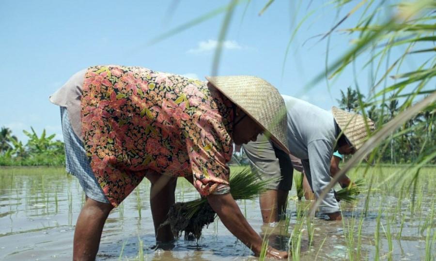 Hari Tani 2023, Hak Kepemilikan Lahan Jadi Sorotan