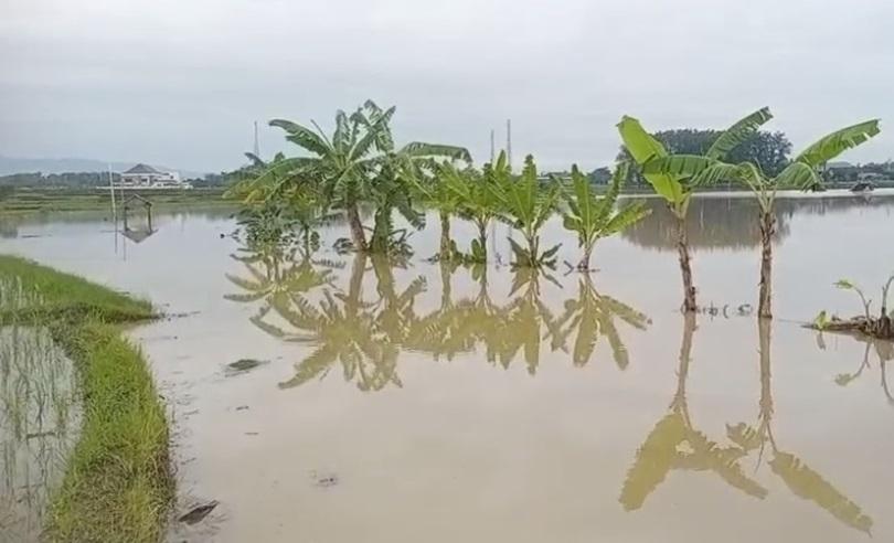 Ribuan Hektare Tanaman Padi Terendam Banjir di Pati