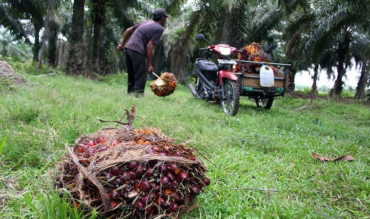 Menaker Canangkan Perkebunan Kelapa Sawit Bebas Pekerja Anak