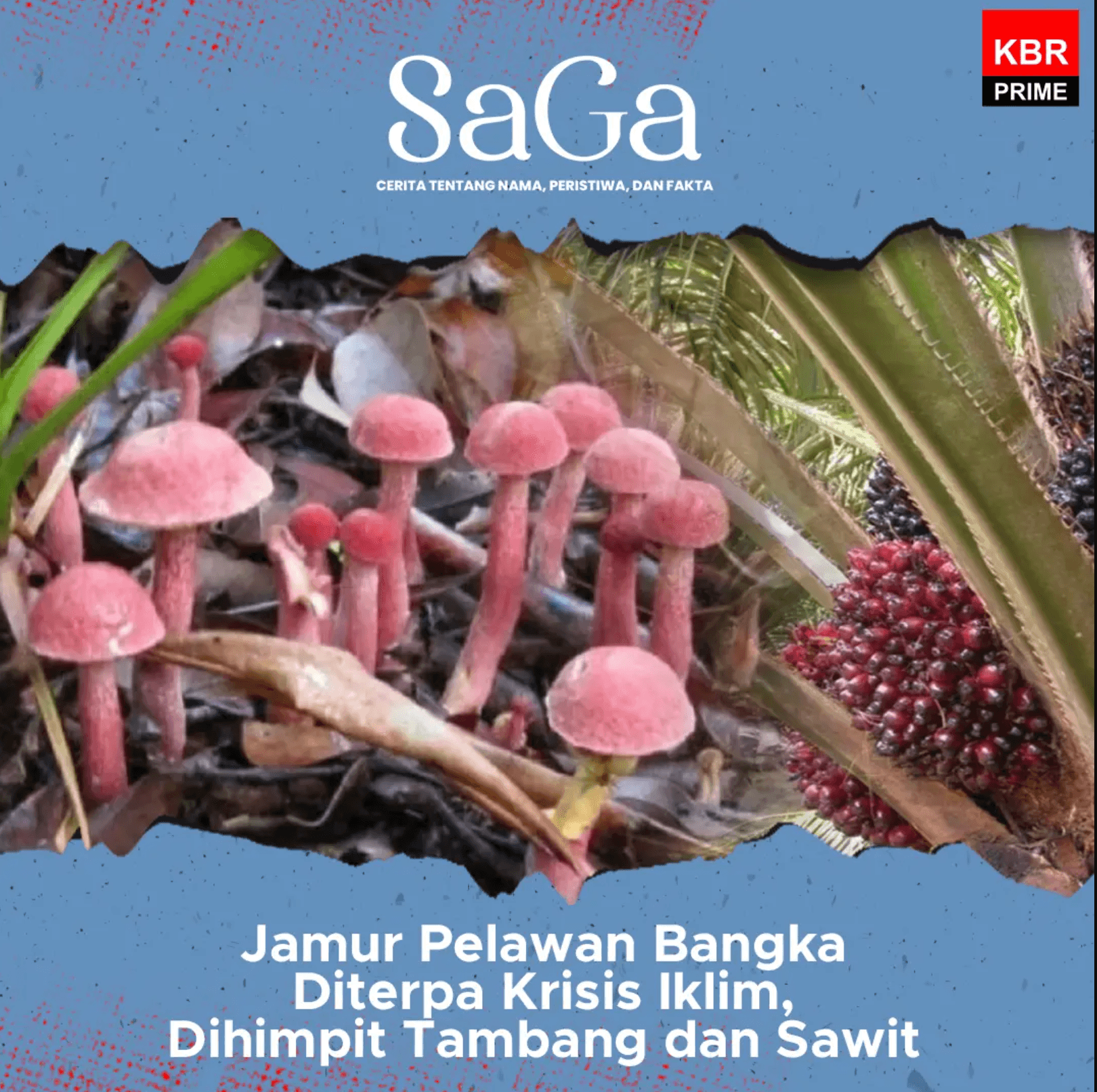 Saga - Jamur Pelawan Bangka Diterpa Krisis Iklim, Dihimpit Tambang dan Sawit (Bagian 2-habis)