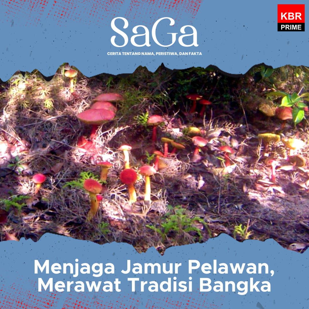 Saga - Menjaga Jamur Pelawan, Merawat Tradisi Bangka (Bagian 1)